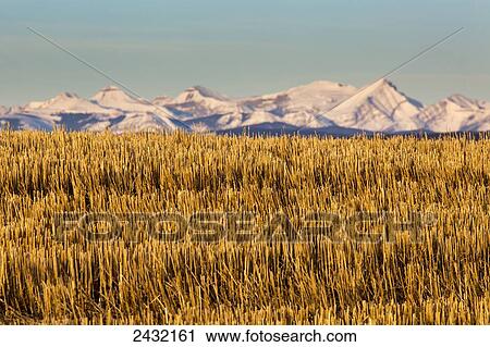 Stock Image - Close up of a barley stubble field with snow covered mountain range in the background and blue sky; Alberta, Canada. Fotosearch
