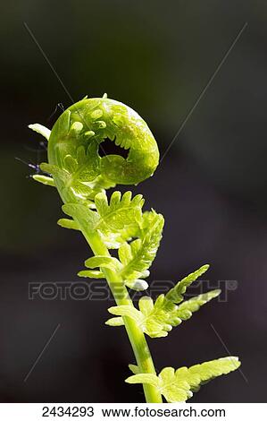 Close up of a fern fiddle head; Calgary, Alberta, Canada View Large Photo Image Stock Image - Close up of a fern fiddle head; Calgary, Alberta, Canada. Fotosearch