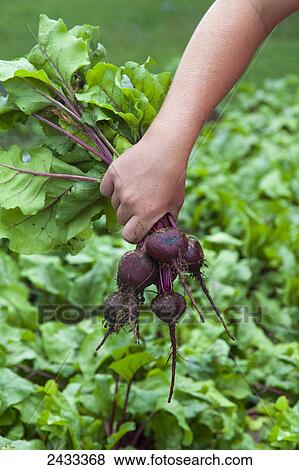 Close up of a gardener's hand holding freshly harvested beets from the kitchen garden; Toronto, Ontario, Canada View Large Photo Image Stock Photo - Close up of a gardener's hand holding freshly harvested beets from the kitchen garden; Toronto, Ontario, Canada. Fotosearch