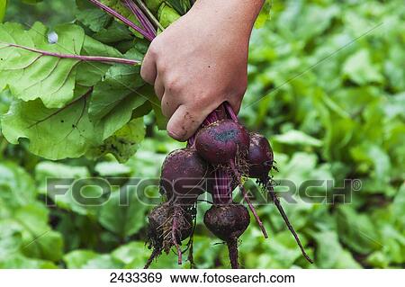 Close up of a gardener's hand holding freshly harvested beets from the kitchen garden; Toronto, Ontario, Canada View Large Photo Image Stock Photo - Close up of a gardener's hand holding freshly harvested beets from the kitchen garden; Toronto, Ontario, Canada. Fotosearch