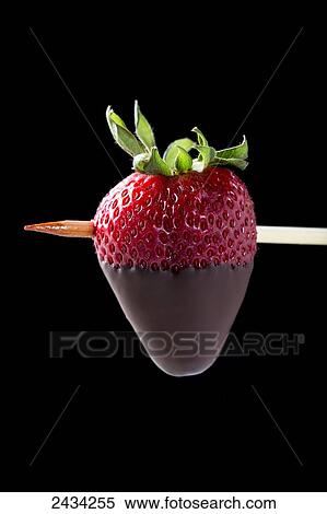 Stock Photography - Close up of a half chocolate dipped strawberry on a wooden skewer on black background; Calgary, Alberta, Canada. Fotosearch