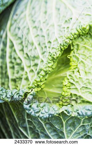 Stock Image - Close up of a head of pale green, very wrinkled Green Gem savoy cabbage; Toronto, Ontario, Canada. Fotosearch