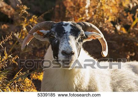 Stock Photography - Close up of a sheep in autumn; Northumberland, England. Fotosearch