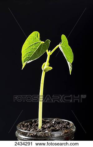 Close up of a single bean seedling in glass jar on black background; Calgary, Alberta, Canada View Large Photo Image Stock Image - Close up of a single bean seedling in glass jar on black background; Calgary, Alberta, Canada. Fotosearch