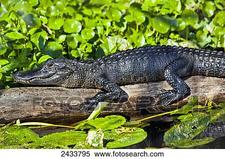 Stock Photography - Close up of American Alligator (Alligator mississippiensis) resting on a log in St. Johns River, Blue Spring State Park; Orange City, Florida, United States of America. Fotosearch