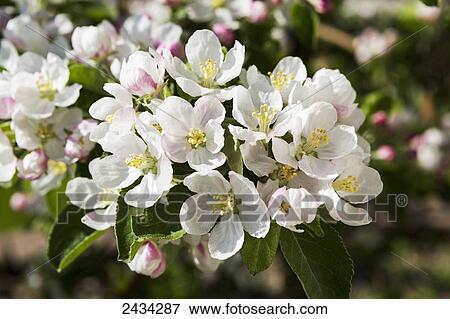 Stock Photo - Close up of apple tree blossoms; Calgary, Alberta, Canada. Fotosearch