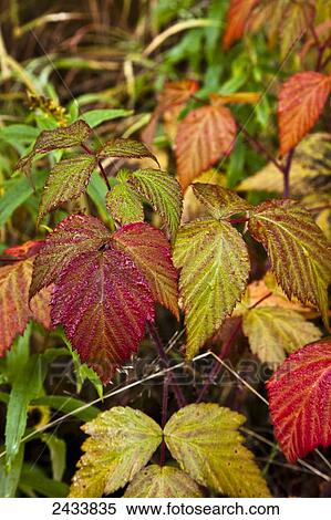 Close up of autumn coloured tundra; Fairbanks, Alaska, United States of America View Large Photo Image Stock Photography - Close up of autumn coloured tundra; Fairbanks, Alaska, United States of America. Fotosearch