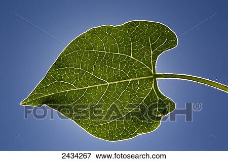 Stock Photo - Close up of bean leaf with blue sky, strongly backlit from the sun; Calgary, Alberta, Canada. Fotosearch