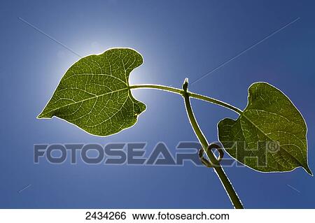 Close up of bean leaves with blue sky, strongly backlit from the sun; Calgary, Alberta, Canada View Large Photo Image Stock Photograph - Close up of bean leaves with blue sky, strongly backlit from the sun; Calgary, Alberta, Canada. Fotosearch