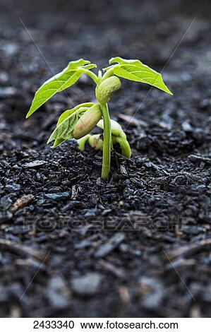 bean seedlings soil emerging close ontario toronto leaves showing canada their set fotosearch