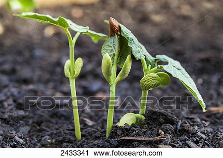 Stock Image - Close up of bean seedlings emerging from the soil and showing their first set of leaves; Toronto, Ontario, Canada. Fotosearch