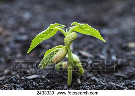 Close up of bean seedlings emerging from the soil and showing their first set of leaves; Toronto, Ontario, Canada View Large Photo Image Stock Photo - Close up of bean seedlings emerging from the soil and showing their first set of leaves; Toronto, Ontario, Canada. Fotosearch