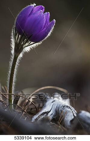 Picture - Close up of crocus blossoming; Yukon, Canada. Fotosearch