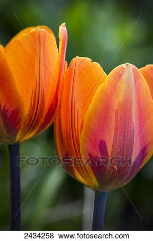 Stock Photo - Close up of decorative coloured orange tulips; Calgary, Alberta, Canada. Fotosearch