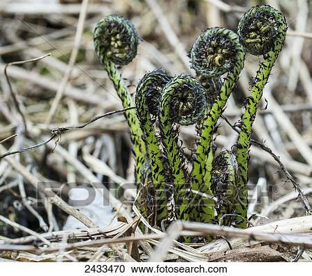 Close up of ferns uncurling in springtime; Ontario, Canada View Large Photo Image Stock Image - Close up of ferns uncurling in springtime; Ontario, Canada. Fotosearch