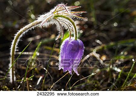 Stock Photography - Close up of highlighted crocus drooping with water droplets; Calgary, Alberta, Canada. Fotosearch