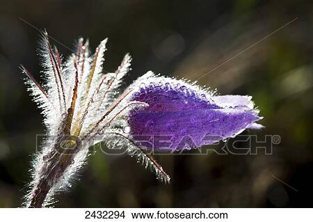 Close up of highlighted crocus with water droplets; Calgary, Alberta, Canada View Large Photo Image Picture - Close up of highlighted crocus with water droplets; Calgary, Alberta, Canada. Fotosearch