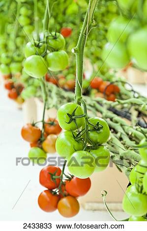 Stock Image - Close up of hydroponic tomatoes grow at Chena Greenhouse, Chena Hot Springs Resort; Fairbanks, Alaska, United States of America. Fotosearch