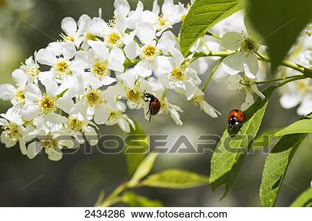 Close up of Mayday tree blossoms and two ladybugs; Calgary, Alberta, Canada View Large Photo Image Stock Photograph - Close up of Mayday tree blossoms and two ladybugs; Calgary, Alberta, Canada. Fotosearch