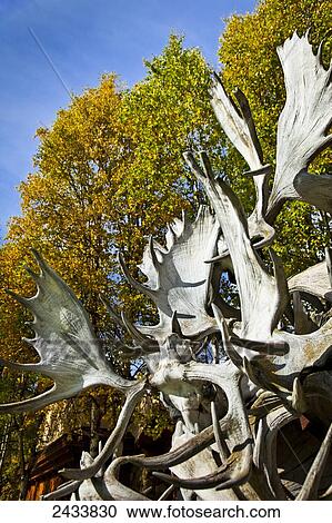 Close up of moose antlers tower with autumn coloured birch trees in the background, Chena Hot Springs Resort; Fairbanks, Alaska, United States of America View Large Photo Image Stock Image - Close up of moose antlers tower with autumn coloured birch trees in the background, Chena Hot Springs Resort; Fairbanks, Alaska, United States of America. Fotosearch