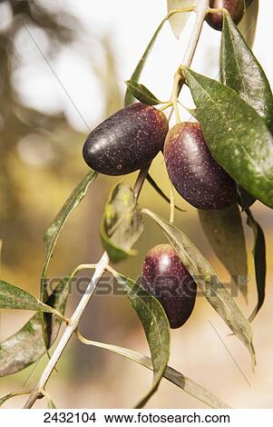 Picture - Close up of three ripes olives on the tree; Mendoza, Argentina. Fotosearch