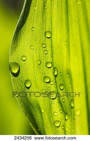 Stock Photograph - Close up of water droplets on large green leaf; Calgary, Alberta, Canada. Fotosearch
