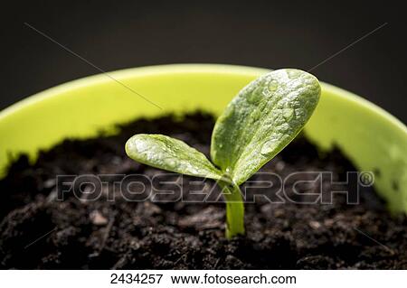 Stock Photo - Close up of zucchini seedling in green pot; Calgary, Alberta, Canada. Fotosearch