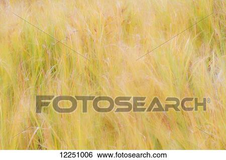 Close up photo of, wind-blown, motion blurred, yellowish grass, Wonder Lake, Denali National Park, Interior Alaska. Fall. View Large Photo Image Stock Photograph - Close up photo of, wind-blown, motion blurred, yellowish grass, Wonder Lake, Denali National Park, Interior Alaska. Fall.. Fotosearch