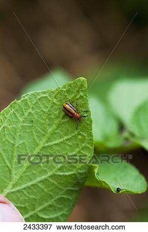 Stock Photo - Colorado potato beetle; Castleton, Ontario, Canada. Fotosearch