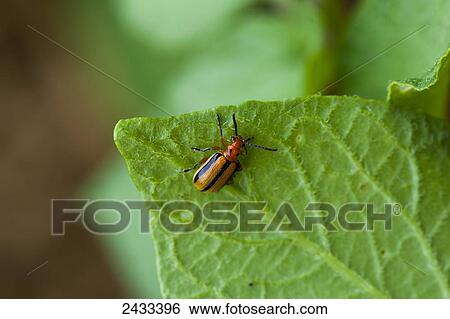 Stock Photograph - Colorado potato beetle; Castleton, Ontario, Canada. Fotosearch