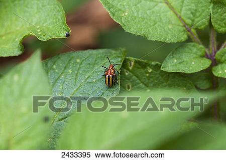 Colorado potato beetle; Castleton, Ontario, Canada View Large Photo Image Stock Photography - Colorado potato beetle; Castleton, Ontario, Canada. Fotosearch