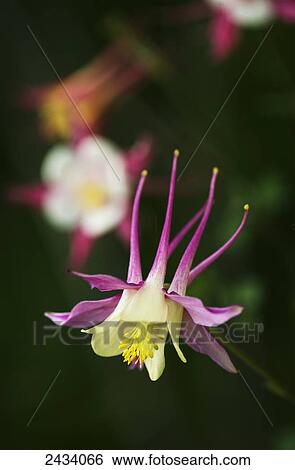 Stock Photograph - Columbine (Aquilegia) blooms in a garden; Astoria, Oregon, United States of America. Fotosearch
