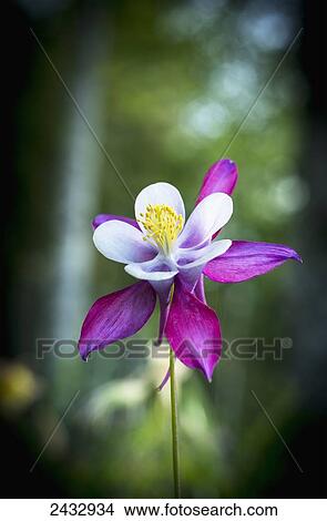 Picture - Columbine blooms in a garden; Astoria, Oregon, United States of America. Fotosearch