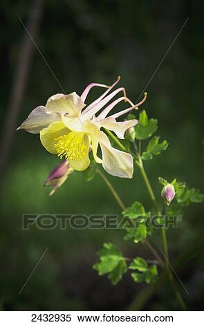 Stock Photography - Columbine blooms in a garden; Astoria, Oregon, United States of America. Fotosearch