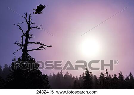 Composite. A Bald Eagle about to land on a tree, Southeast Alaska. View Large Photo Image Stock Photography - Composite. A Bald Eagle about to land on a tree, Southeast Alaska.. Fotosearch