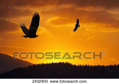 Stock Image - Composite. Bald Eagles at sunset, Auke Bay, Juneau, Alaska.. Fotosearch