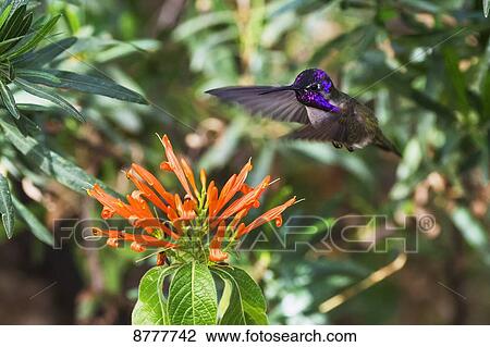 Costa's Hummingbird (calypte costae), Sonoran desert; Arizona, United States of America View Large Photo Image Stock Image - Costa's Hummingbird (calypte costae), Sonoran desert; Arizona, United States of America. Fotosearch