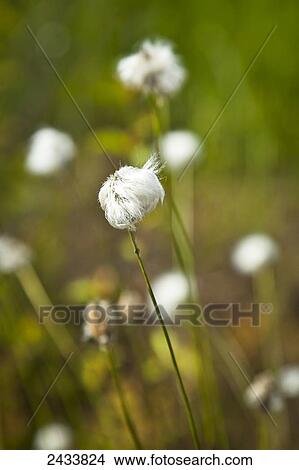 Cotton Grass, Chena River State Recreation Area; Fairbanks, Alaska, United States of America View Large Photo Image Picture - Cotton Grass, Chena River State Recreation Area; Fairbanks, Alaska, United States of America. Fotosearch