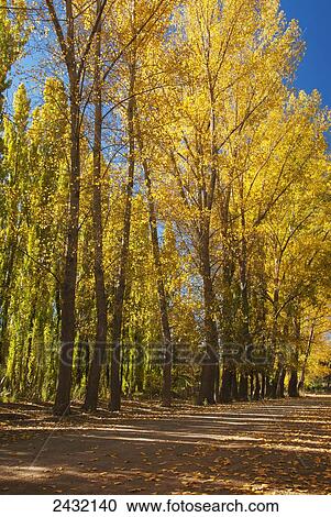 Stock Image - Country road lined with poplar trees in full autumn colours; Potrerillos, Mendoza, Argentina. Fotosearch