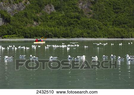 Couple in a kayak among seagulls, Shoup Bay State Marine Park, Prince William Sound; Valdez, Alaska, United States of America View Large Photo Image Stock Image - Couple in a kayak among seagulls, Shoup Bay State Marine Park, Prince William Sound; Valdez, Alaska, United States of America. Fotosearch