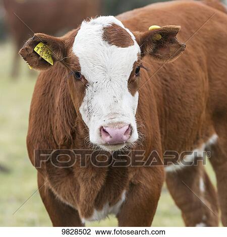 Stock Image - Cow with tag in ear; Torres del Paine, Magallanes and Antartica Chilena Region, Chile. Fotosearch