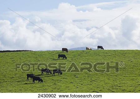 Stock Image - Cows grazing on a lush grass field, near Dingle; County Kerry, Ireland. Fotosearch