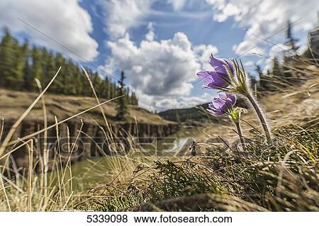 Crocus growing on the top of the cliffs along Miles Canyon; Whitehorse, Yukon, Canada View Large Photo Image Stock Photo - Crocus growing on the top of the cliffs along Miles Canyon; Whitehorse, Yukon, Canada. Fotosearch