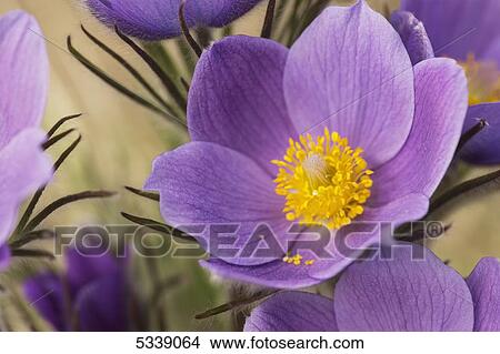 Picture - Crocus; Yukon, Canada. Fotosearch
