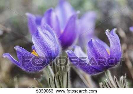 Crocus; Yukon, Canada View Large Photo Image Stock Image - Crocus; Yukon, Canada. Fotosearch