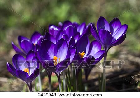 Crocuses in bloom; Astoria, Oregon, United States of America View Large Photo Image Stock Photo - Crocuses in bloom; Astoria, Oregon, United States of America. Fotosearch