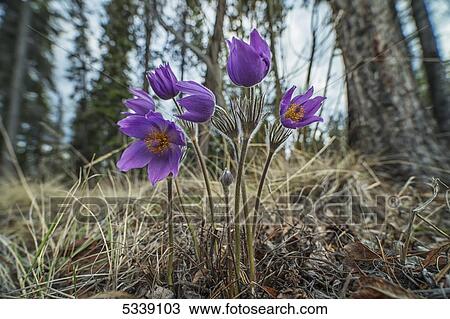 Crocuses in bloom; Yukon, Canada View Large Photo Image Stock Image - Crocuses in bloom; Yukon, Canada. Fotosearch