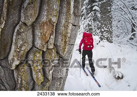 Cross country skiing along the Russian River to Aspen Flats Cabin, Kenai Mountains Peninsula, Southcentral Alaska; Alaska, United States of America View Large Photo Image Stock Photo - Cross country skiing along the Russian River to Aspen Flats Cabin, Kenai Mountains Peninsula, Southcentral Alaska; Alaska, United States of America. Fotosearch