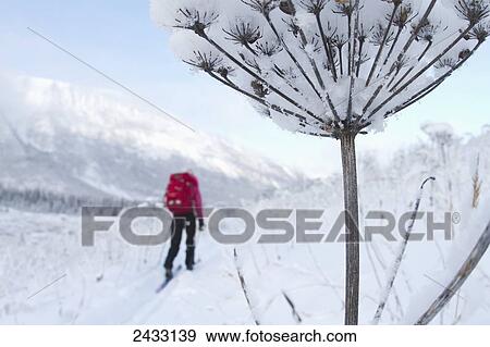 Cross country skiing along the Russian River to Aspen Flats Cabin, Kenai Mountains Peninsula, Southcentral Alaska; Alaska, United States of America View Large Photo Image Stock Photo - Cross country skiing along the Russian River to Aspen Flats Cabin, Kenai Mountains Peninsula, Southcentral Alaska; Alaska, United States of America. Fotosearch