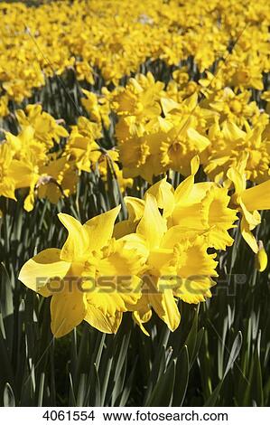 Picture - Daffodils in bloom in grounds of St David's Cathedral; Pembrokeshire, Wales. Fotosearch